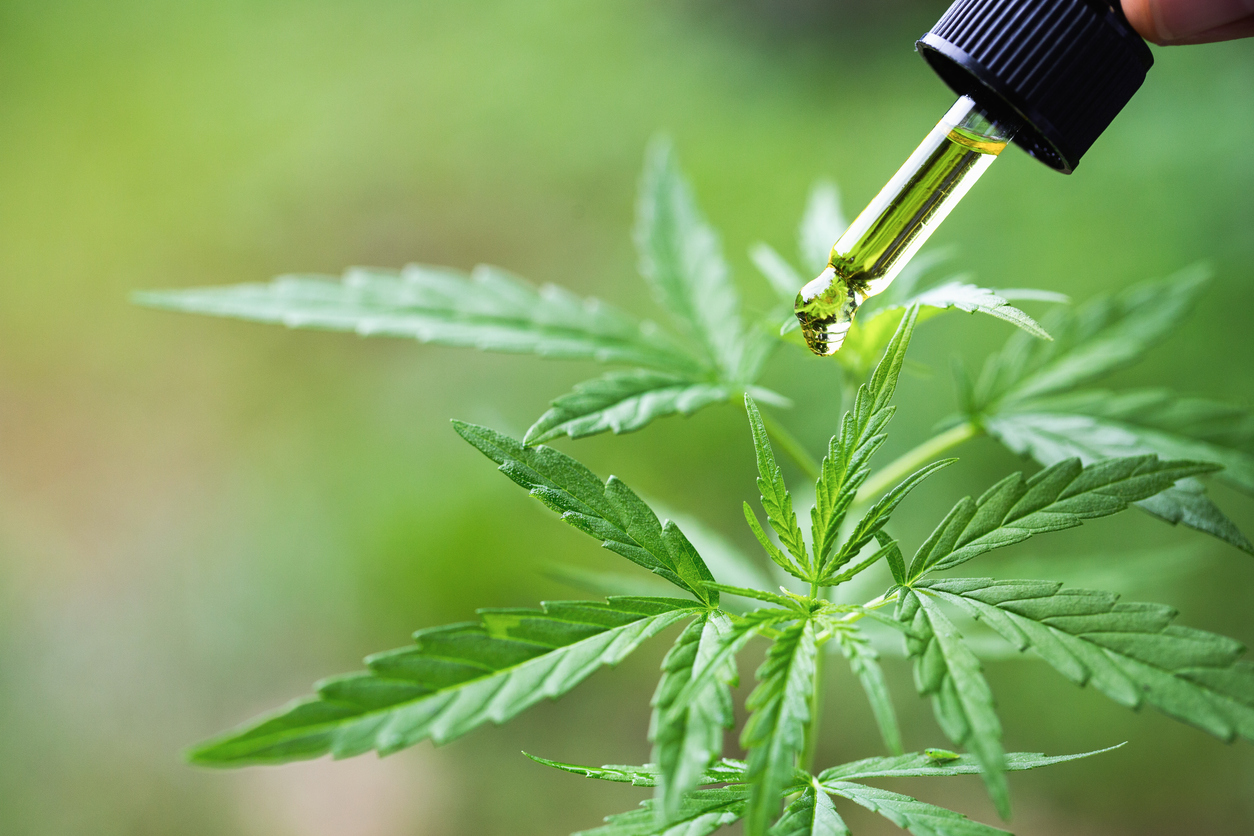 CBD oil and marijuana plant
